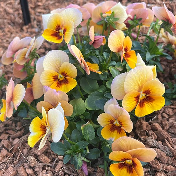 パンジー:わらく アンティークオレンジ3-3.5号ポット 8株セット