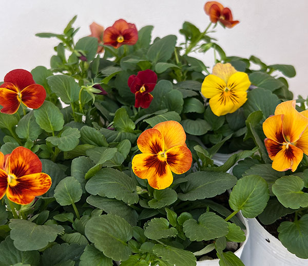 パンジー:わらく アンティークオレンジ3-3.5号ポット 8株セット