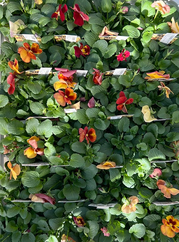 パンジー:わらく アンティークオレンジ3-3.5号ポット 8株セット