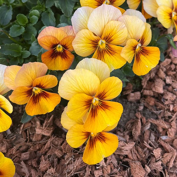 パンジー:わらく アンティークオレンジ3-3.5号ポット 8株セット