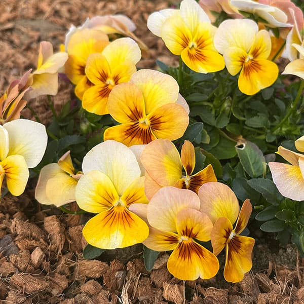 パンジー:わらく アンティークオレンジ3-3.5号ポット 8株セット