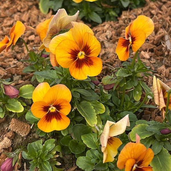パンジー:わらく アンティークオレンジ3-3.5号ポット 8株セット