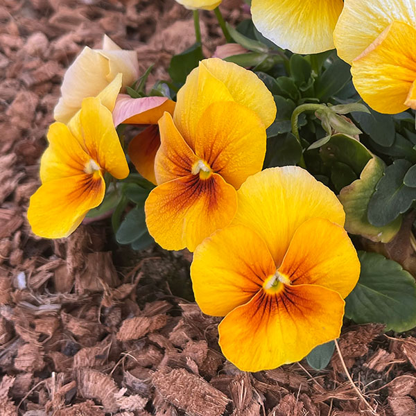 パンジー:わらく アンティークオレンジ3-3.5号ポット 8株セット