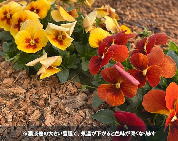 パンジー:わらく アンティークオレンジ3-3.5号ポット 8株セット