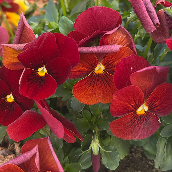 パンジー:わらく アンティークオレンジ3-3.5号ポット 8株セット