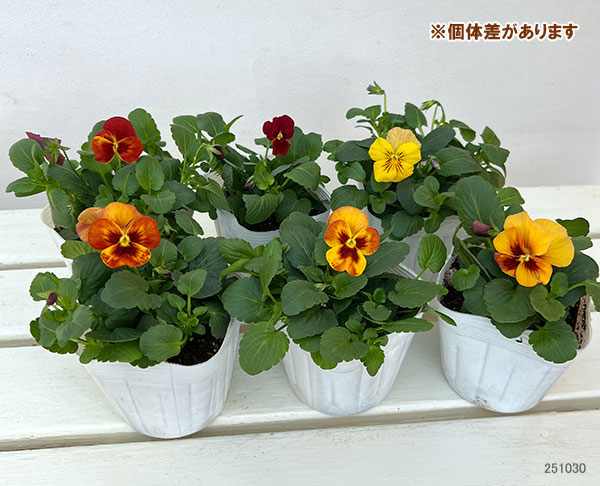 パンジー:わらく アンティークオレンジ3-3.5号ポット 8株セット
