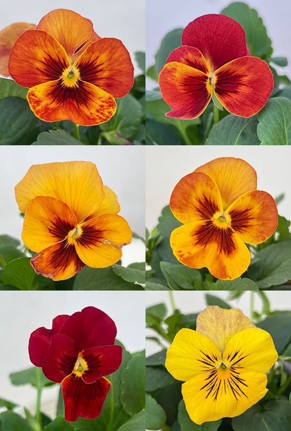 パンジー:わらく アンティークオレンジ3-3.5号ポット 8株セット