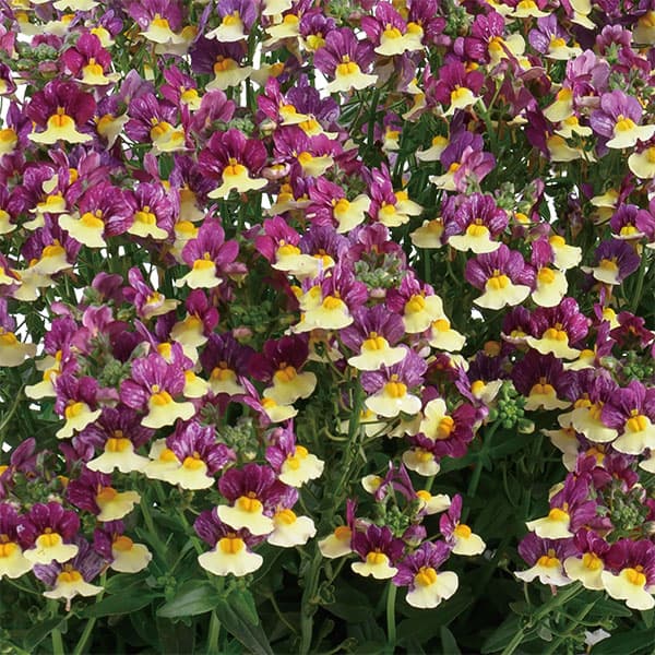 ネメシア:メノール デュアルマゼンタ3-3.5号ポット