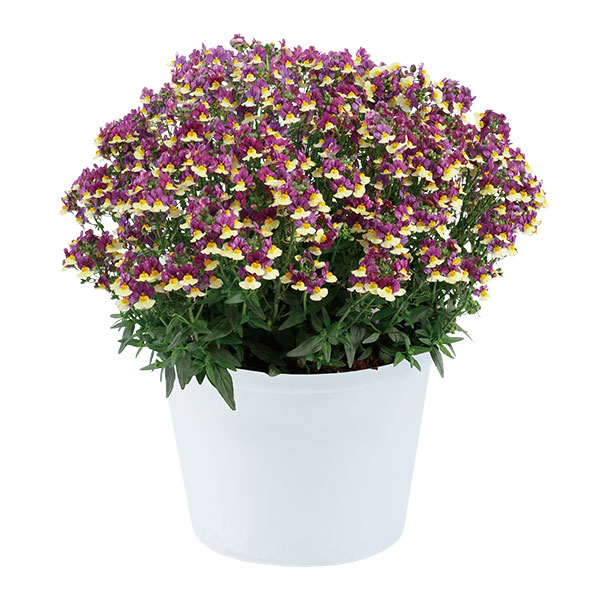 ネメシア:メノール デュアルマゼンタ3-3.5号ポット