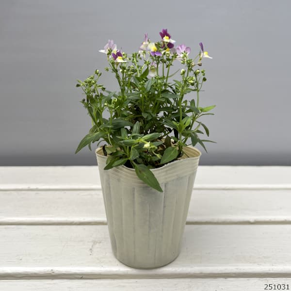 ネメシア：メノール　デュアルマゼンタ3-3.5号ポット