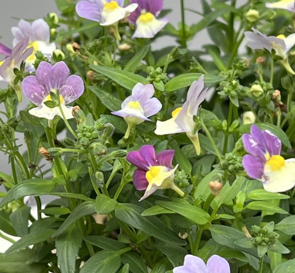 ネメシア：メノール　デュアルマゼンタ3-3.5号ポット