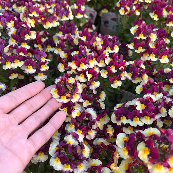 ネメシア：メノール　デュアルマゼンタ3-3.5号ポット