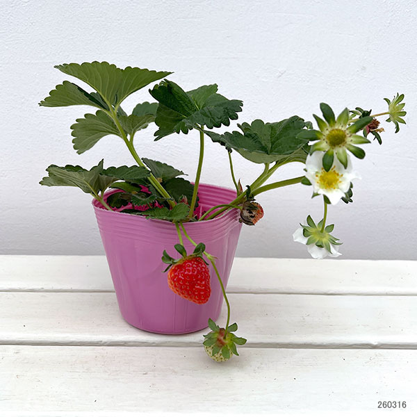 イチゴ(一季なり):恋みのり4号ポット