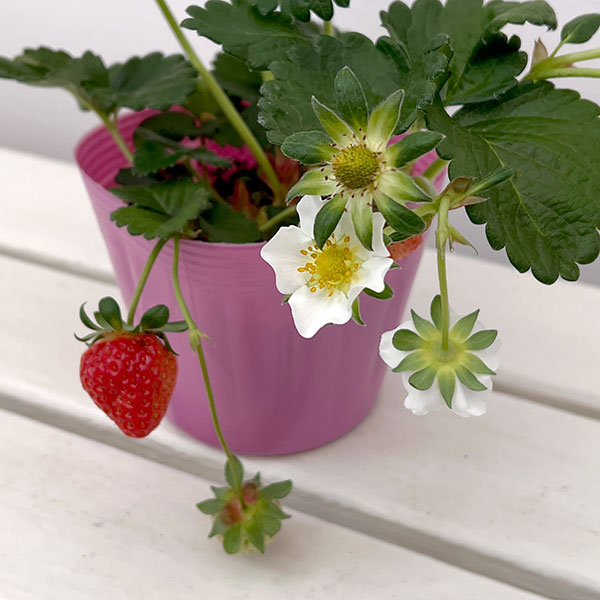 イチゴ(一季なり):恋みのり4号ポット