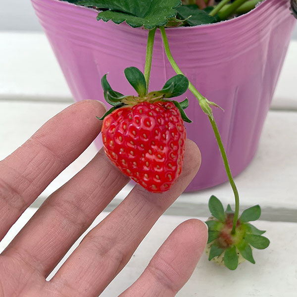 イチゴ(一季なり):恋みのり4号ポット