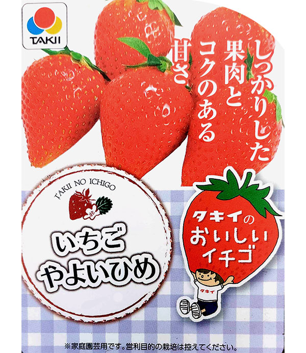 イチゴ(一季なり):やよいひめ4号ポット
