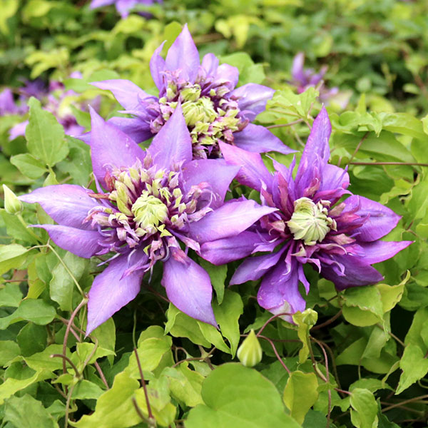 クレマチス：カッサイ（喝采）3.5号ロングポット（フロリダ系）