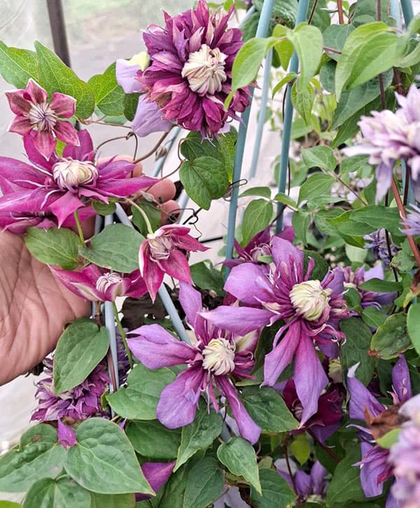 クレマチス：カッサイ（喝采）3.5号ロングポット（フロリダ系）