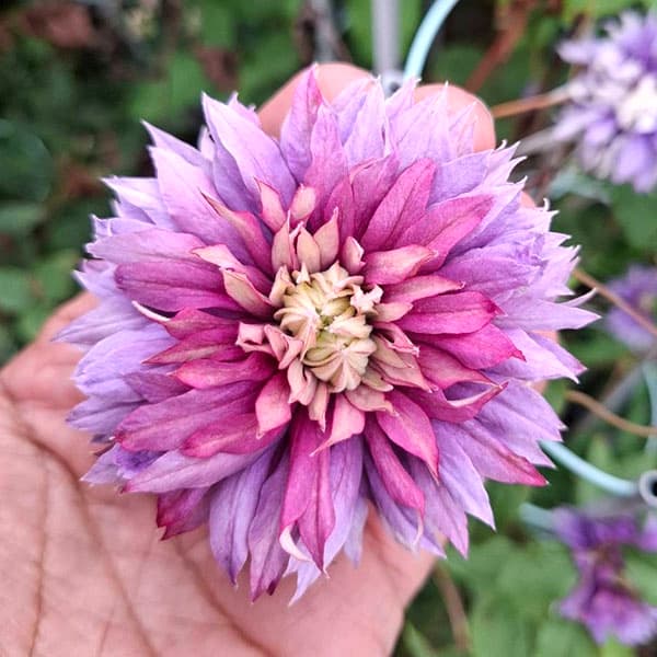 クレマチス：カッサイ（喝采）3.5号ロングポット（フロリダ系）