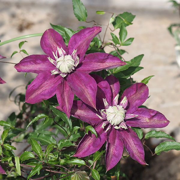 クレマチス：ショウリュウ（昇龍）3.5号ロングポット（フロリダ系）