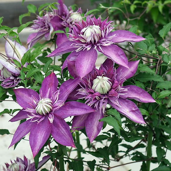 クレマチス：ショウリュウ（昇龍）3.5号ロングポット（フロリダ系）