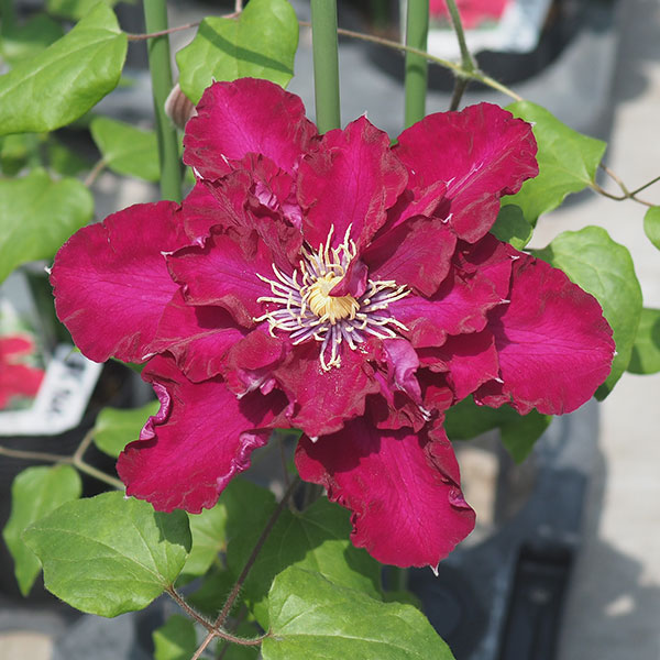 クレマチス：メイキュウノエリザベート（迷宮のエリザベート）3.5号ロングポット（パテンス系）