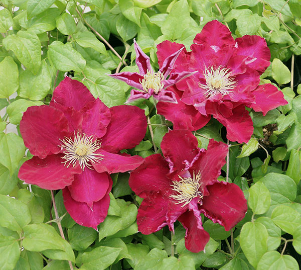 クレマチス：メイキュウノエリザベート（迷宮のエリザベート）3.5号ロングポット（パテンス系）