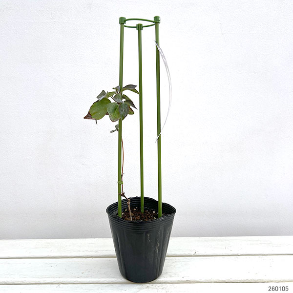 クレマチス:ダッチェス・オブ・エジンバラ4号ポット(八重咲・パテンス系)