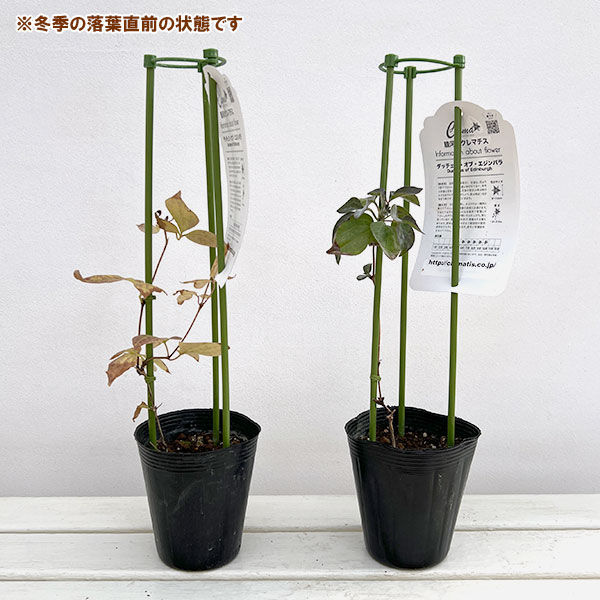 クレマチス:ダッチェス・オブ・エジンバラ4号ポット(八重咲・パテンス系)