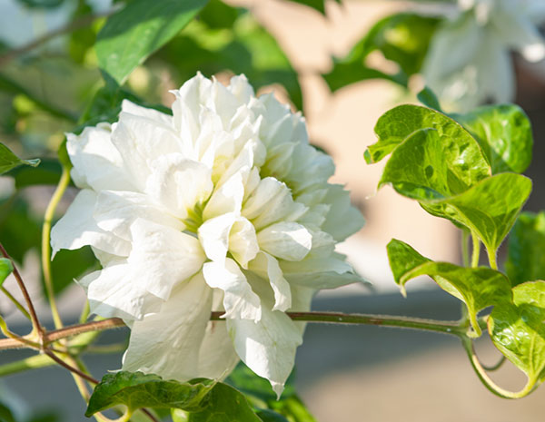 クレマチス:ダッチェス・オブ・エジンバラ4号ポット(八重咲・パテンス系)