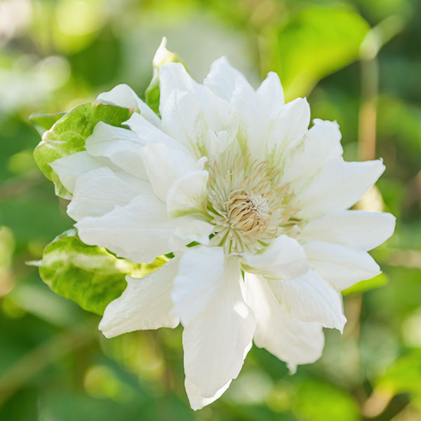 クレマチス:ダッチェス・オブ・エジンバラ4号ポット(八重咲・パテンス系)