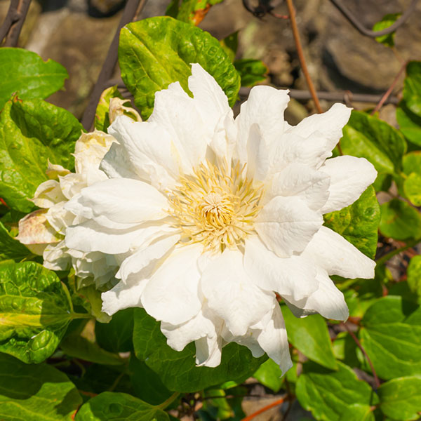 クレマチス:ダッチェス・オブ・エジンバラ4号ポット(八重咲・パテンス系)