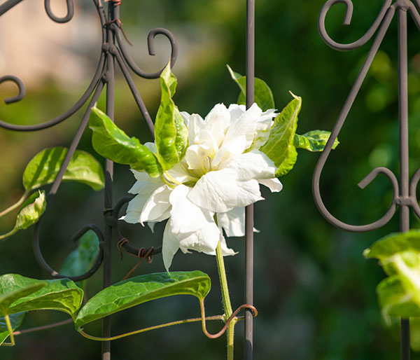 クレマチス:ダッチェス・オブ・エジンバラ4号ポット(八重咲・パテンス系)