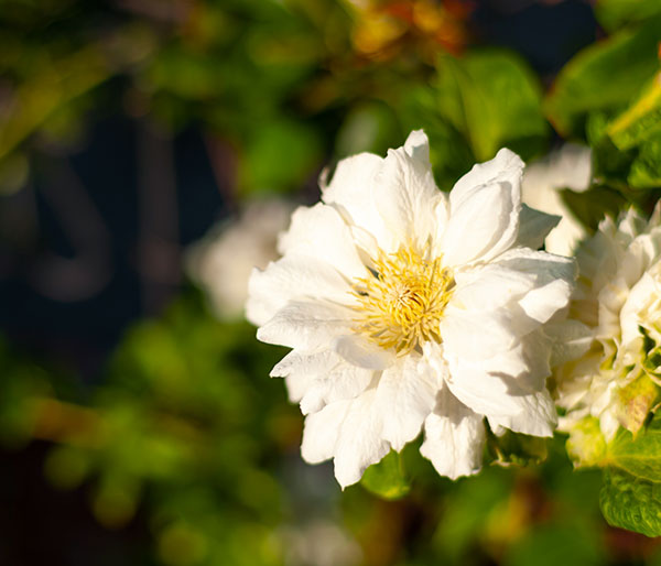 クレマチス:ダッチェス・オブ・エジンバラ4号ポット(八重咲・パテンス系)