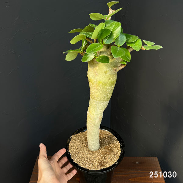 アデニウム ：スペシャルセレクト　5号25-01