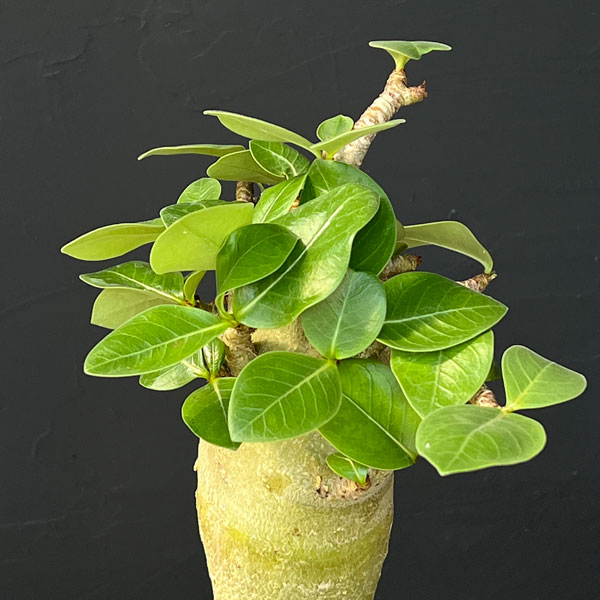 アデニウム ：スペシャルセレクト　5号25-01