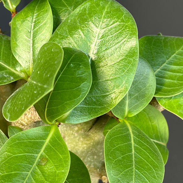 アデニウム ：スペシャルセレクト　5号25-01