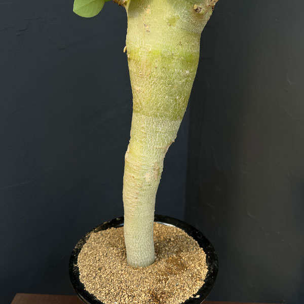 アデニウム ：スペシャルセレクト　5号25-01