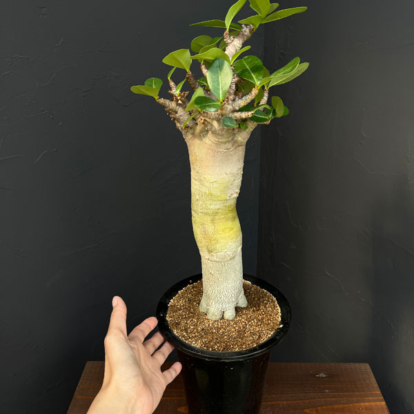 アデニウム ：スペシャルセレクト　5号25-02