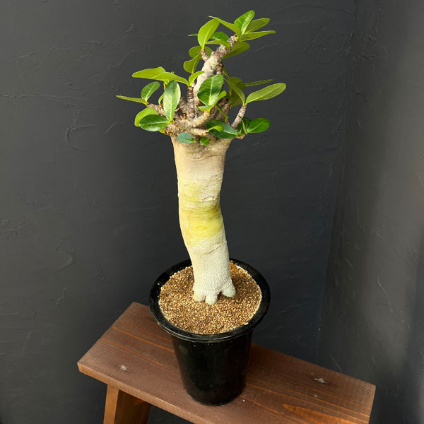 アデニウム ：スペシャルセレクト　5号25-02