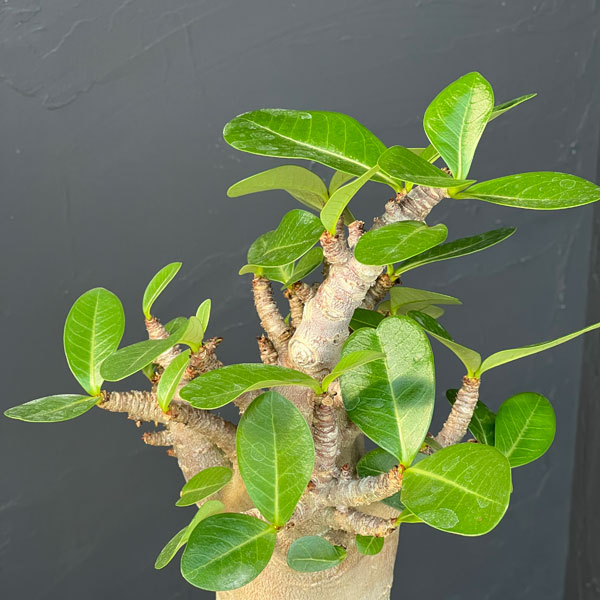 アデニウム ：スペシャルセレクト　5号25-02