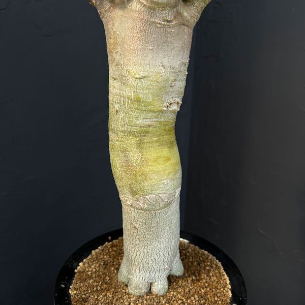 アデニウム ：スペシャルセレクト　5号25-02