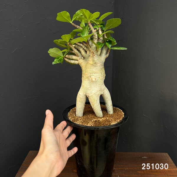 アデニウム ：スペシャルセレクト　5号25-03