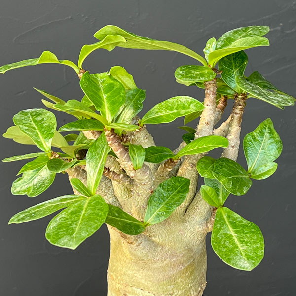 アデニウム ：スペシャルセレクト　5号25-03