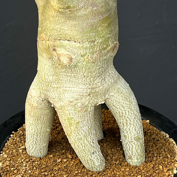 アデニウム ：スペシャルセレクト　5号25-03