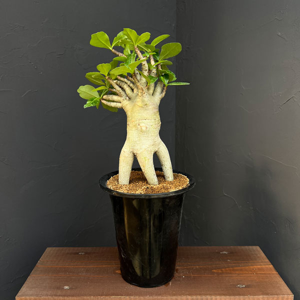 アデニウム ：スペシャルセレクト　5号25-03