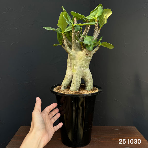 アデニウム ：スペシャルセレクト　5号25-04