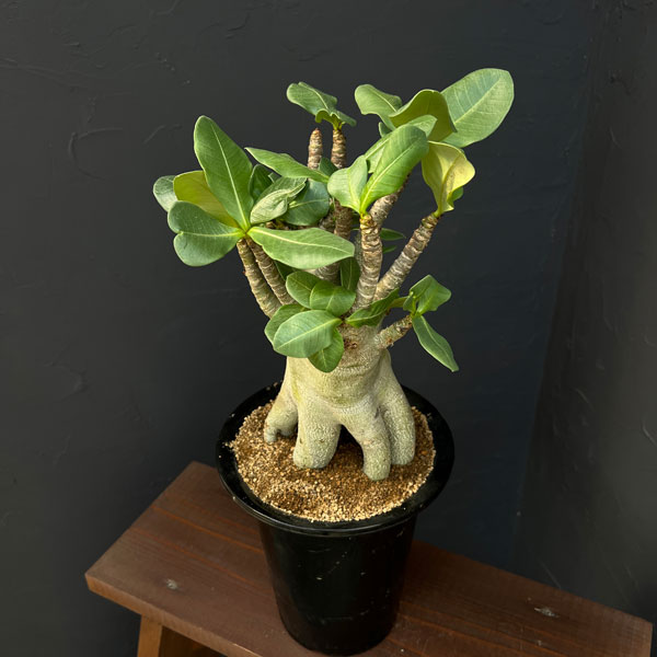 アデニウム ：スペシャルセレクト　5号25-04