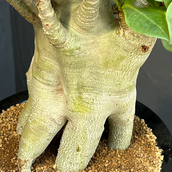 アデニウム ：スペシャルセレクト　5号25-04