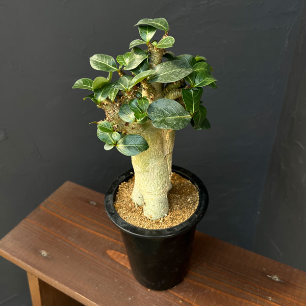 アデニウム ：スペシャルセレクト　4号25-05